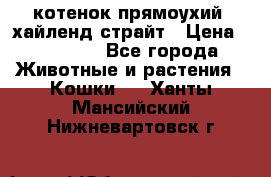 котенок прямоухий  хайленд страйт › Цена ­ 10 000 - Все города Животные и растения » Кошки   . Ханты-Мансийский,Нижневартовск г.